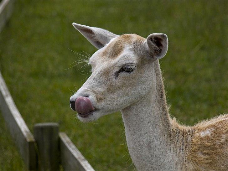 Tur i Skandinavisk Dyrepark og på Kaløvig Slotsruin billede 69