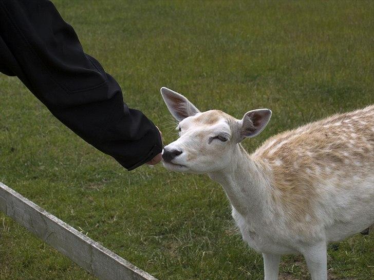 Tur i Skandinavisk Dyrepark og på Kaløvig Slotsruin billede 70