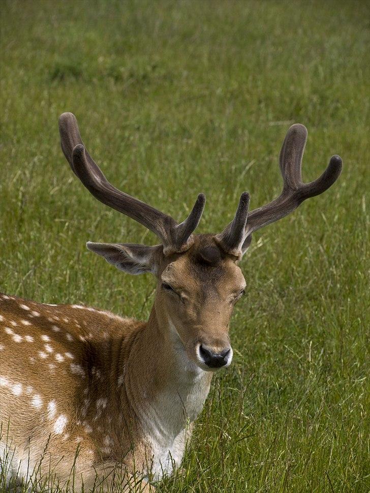 Tur i Skandinavisk Dyrepark og på Kaløvig Slotsruin billede 71