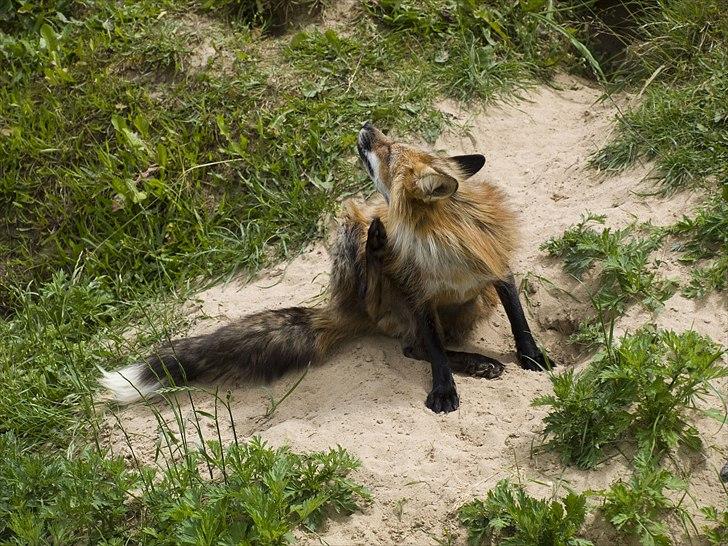 Tur i Skandinavisk Dyrepark og på Kaløvig Slotsruin billede 72
