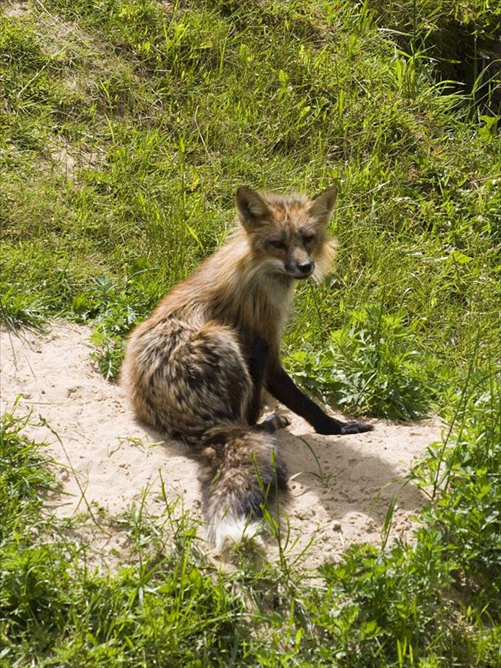 Tur i Skandinavisk Dyrepark og på Kaløvig Slotsruin billede 73