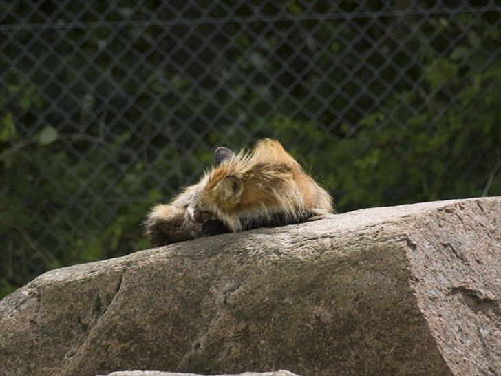 Tur i Skandinavisk Dyrepark og på Kaløvig Slotsruin billede 74