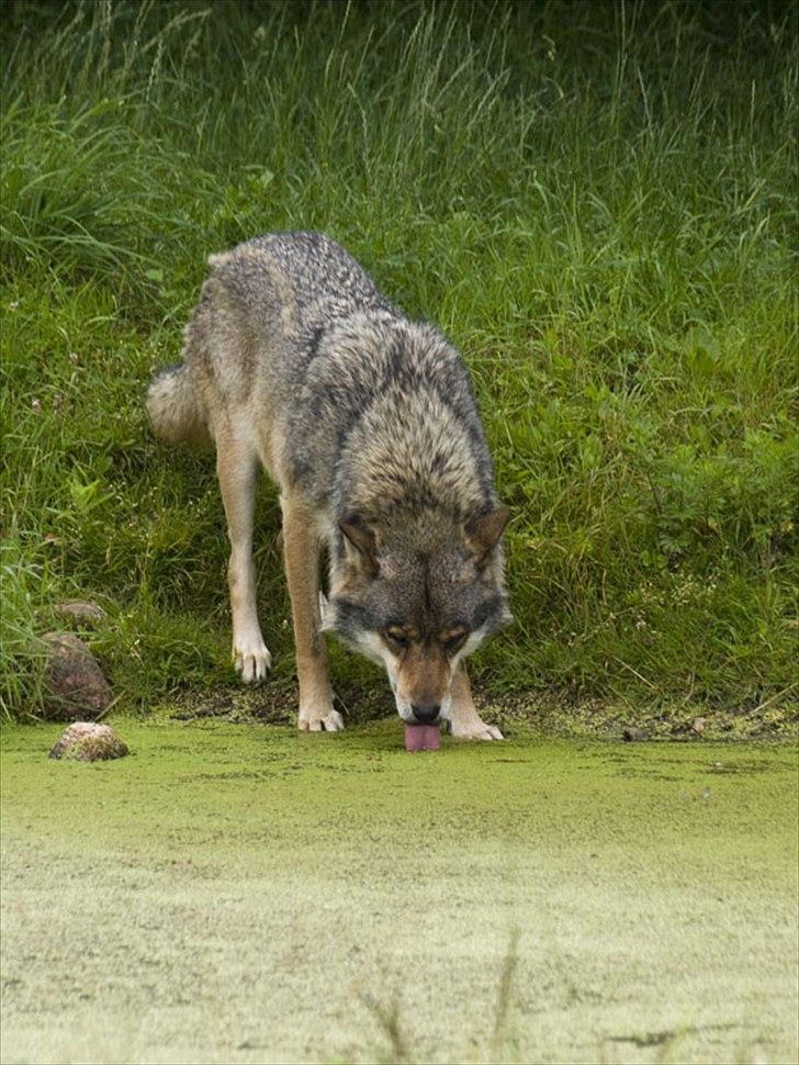 Tur i Skandinavisk Dyrepark og på Kaløvig Slotsruin billede 75