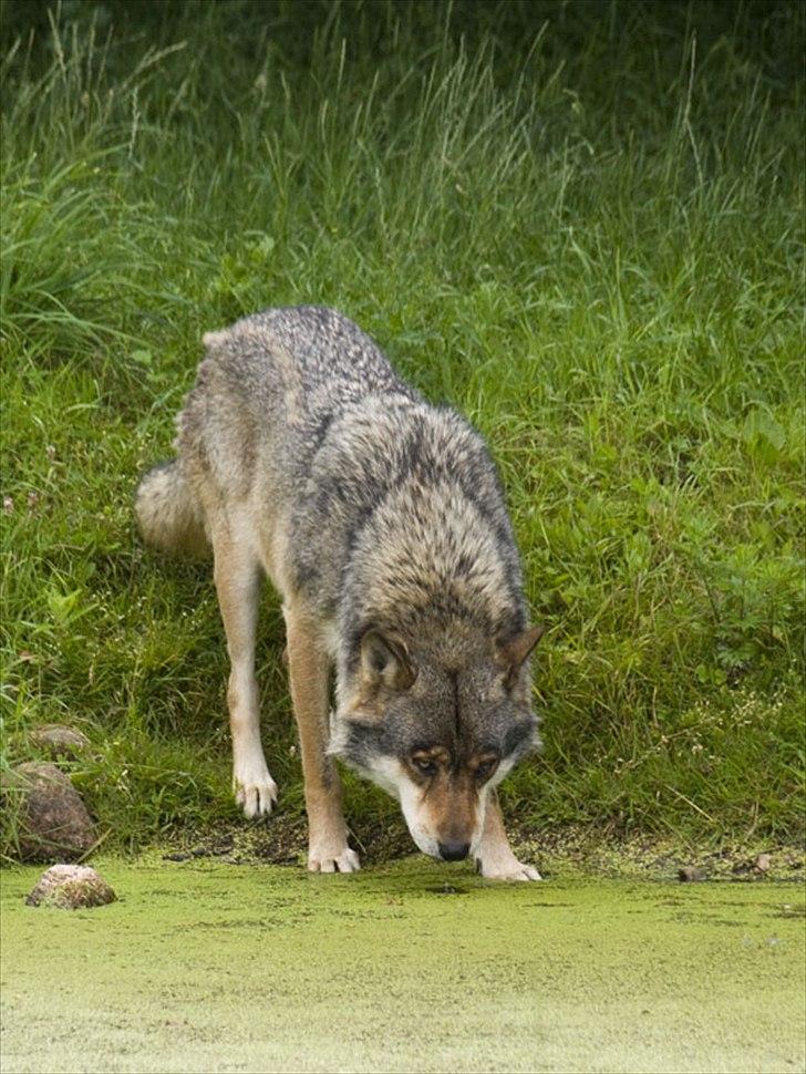 Tur i Skandinavisk Dyrepark og på Kaløvig Slotsruin billede 76