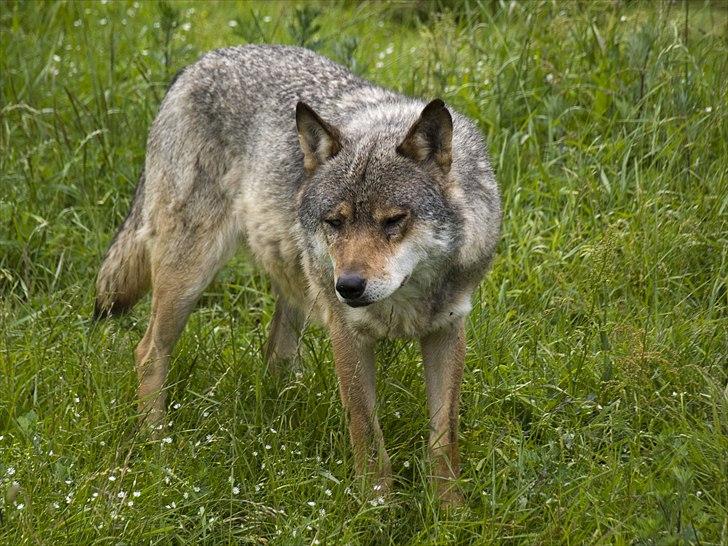 Tur i Skandinavisk Dyrepark og på Kaløvig Slotsruin billede 77