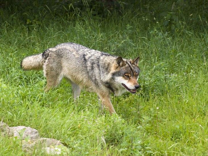 Tur i Skandinavisk Dyrepark og på Kaløvig Slotsruin billede 78
