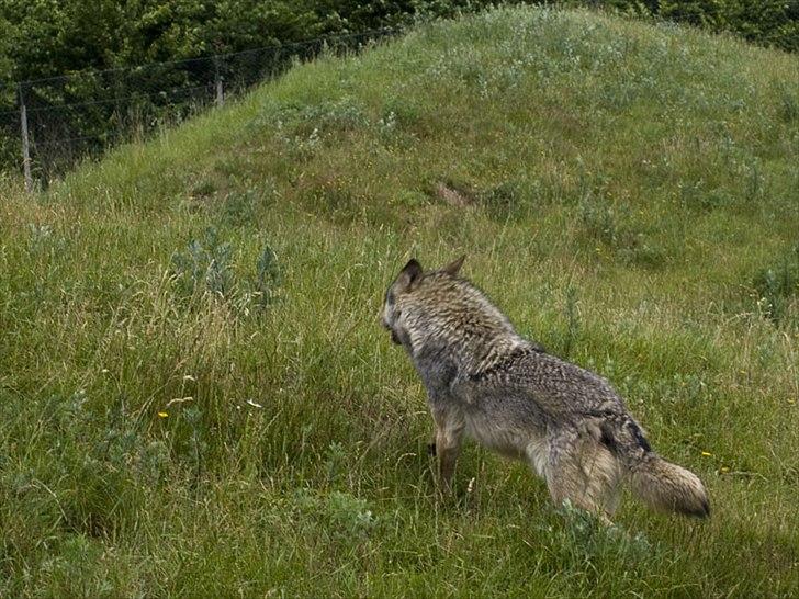Tur i Skandinavisk Dyrepark og på Kaløvig Slotsruin billede 79