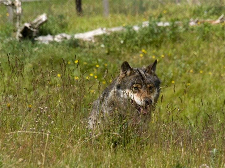 Tur i Skandinavisk Dyrepark og på Kaløvig Slotsruin billede 80