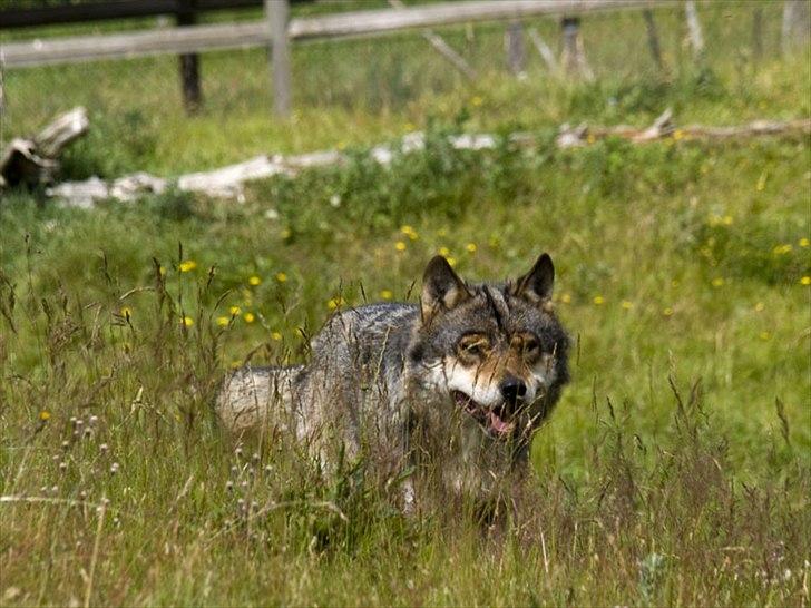 Tur i Skandinavisk Dyrepark og på Kaløvig Slotsruin billede 81