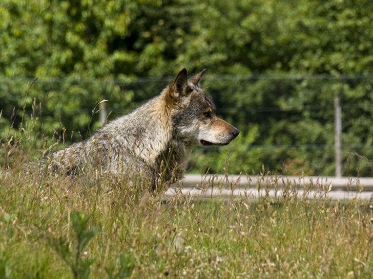 Tur i Skandinavisk Dyrepark og på Kaløvig Slotsruin billede 82