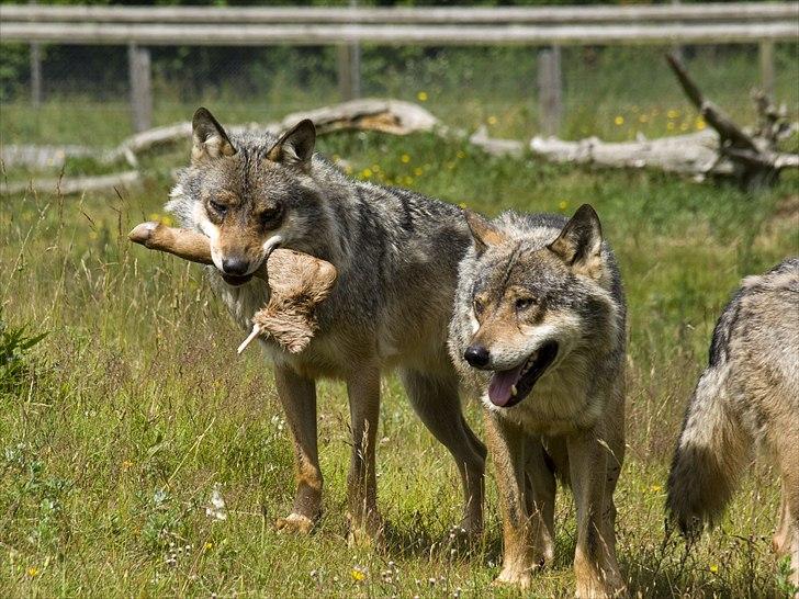Tur i Skandinavisk Dyrepark og på Kaløvig Slotsruin billede 83