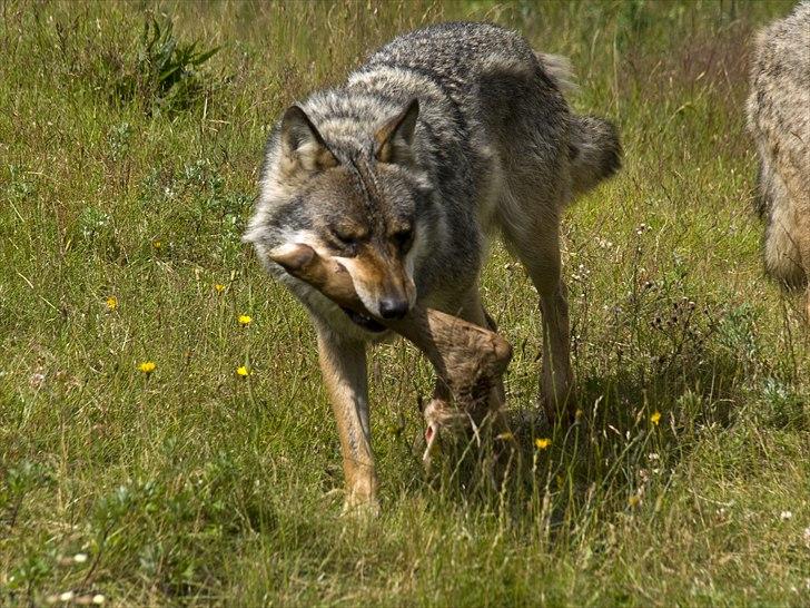 Tur i Skandinavisk Dyrepark og på Kaløvig Slotsruin billede 84