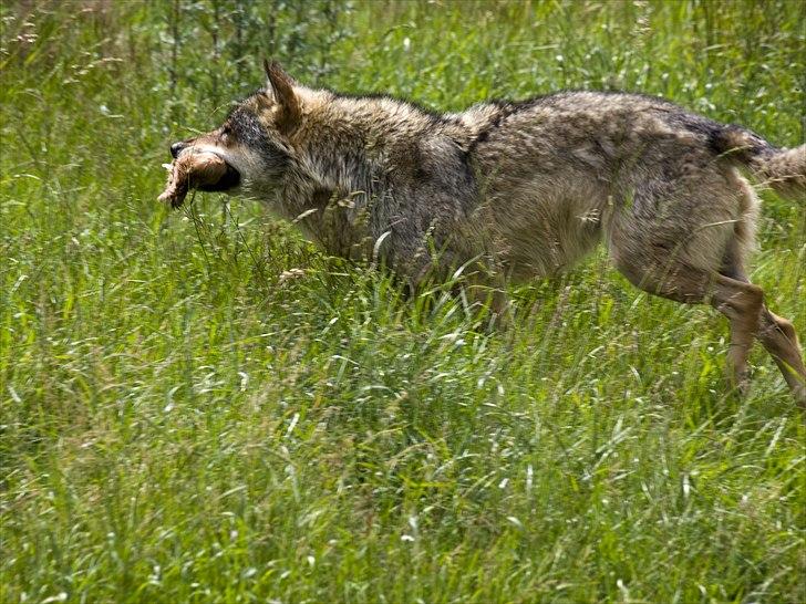 Tur i Skandinavisk Dyrepark og på Kaløvig Slotsruin billede 85