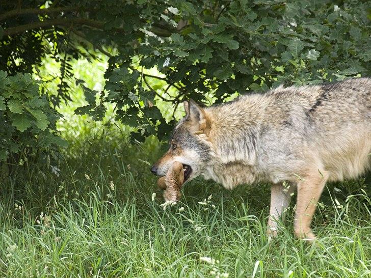 Tur i Skandinavisk Dyrepark og på Kaløvig Slotsruin billede 87