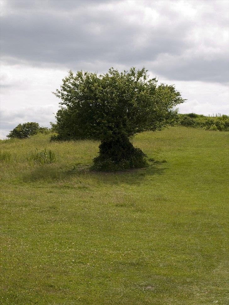 Tur i Skandinavisk Dyrepark og på Kaløvig Slotsruin billede 89