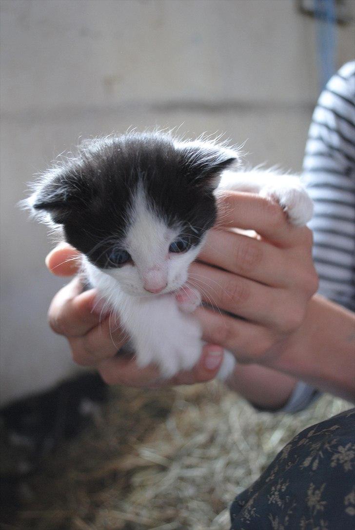 Når jeg leger fotograf billede 1