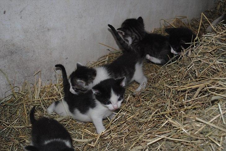 Når jeg leger fotograf billede 2