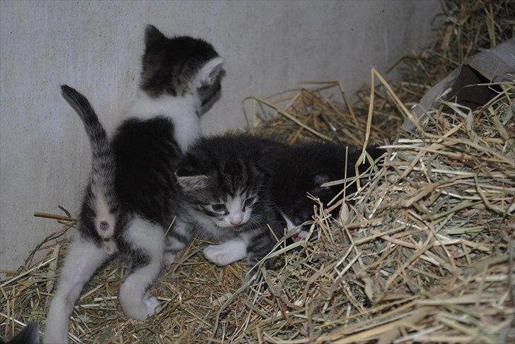 Når jeg leger fotograf billede 3