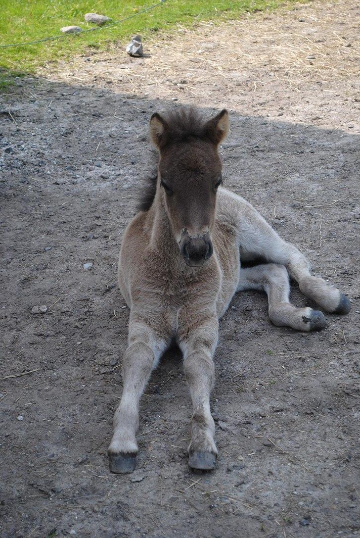 Når jeg leger fotograf billede 4