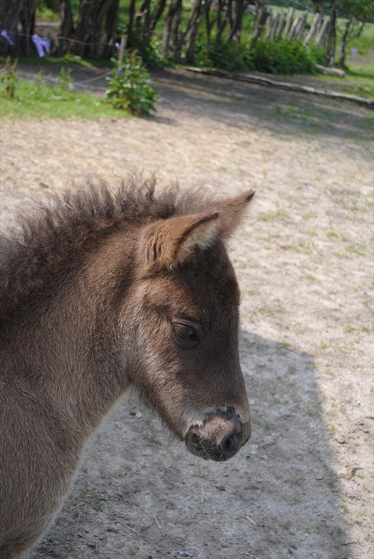 Når jeg leger fotograf billede 5