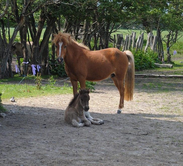 Når jeg leger fotograf billede 6