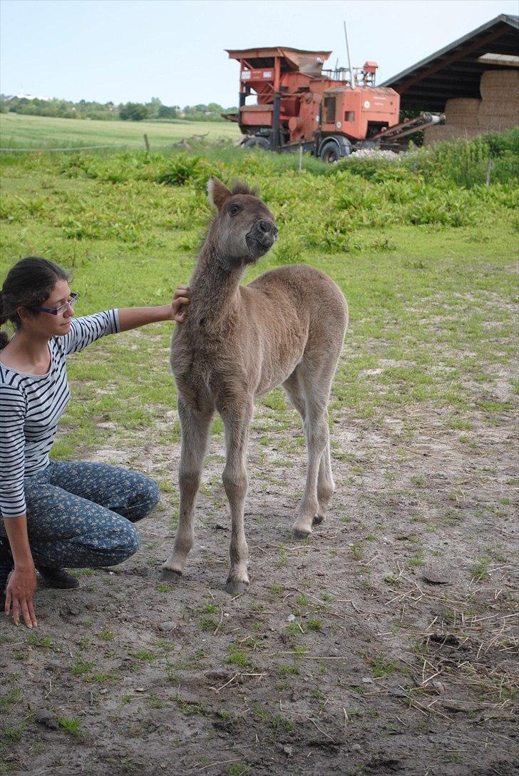 Når jeg leger fotograf billede 7