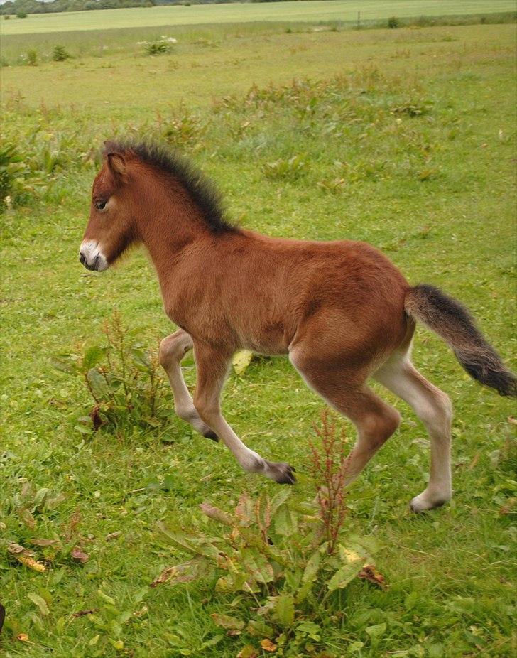 Når jeg leger fotograf billede 8