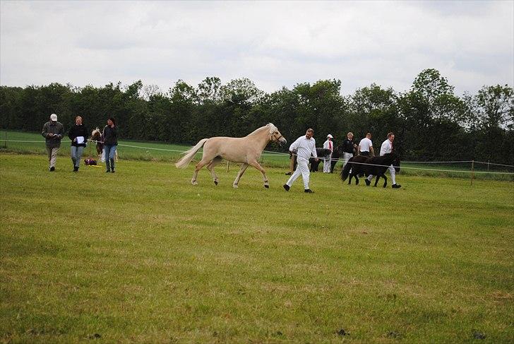 Når jeg leger fotograf billede 11