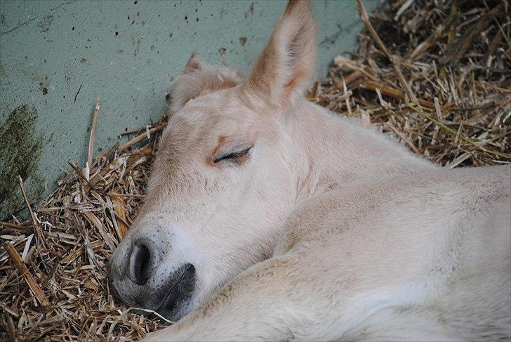Når jeg leger fotograf billede 13