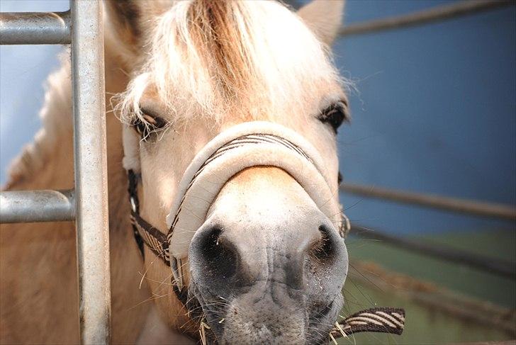Når jeg leger fotograf billede 14