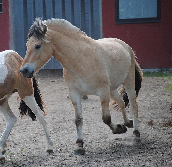 Når jeg leger fotograf billede 15