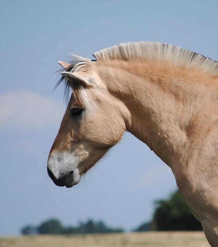 Når jeg leger fotograf billede 16