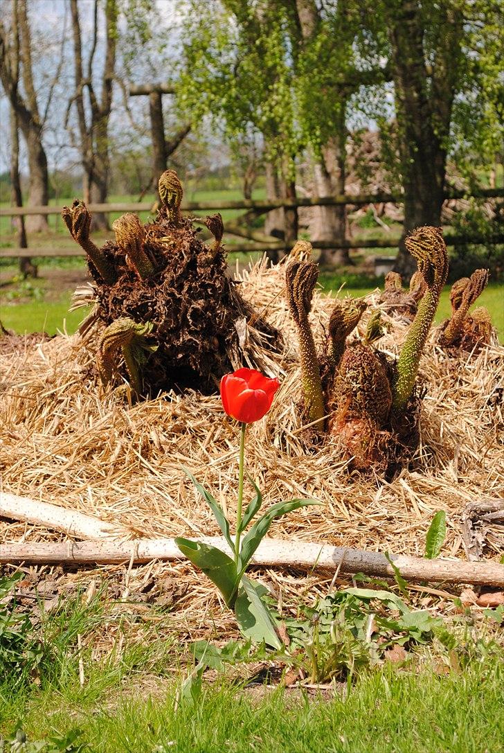 Når jeg leger fotograf billede 17