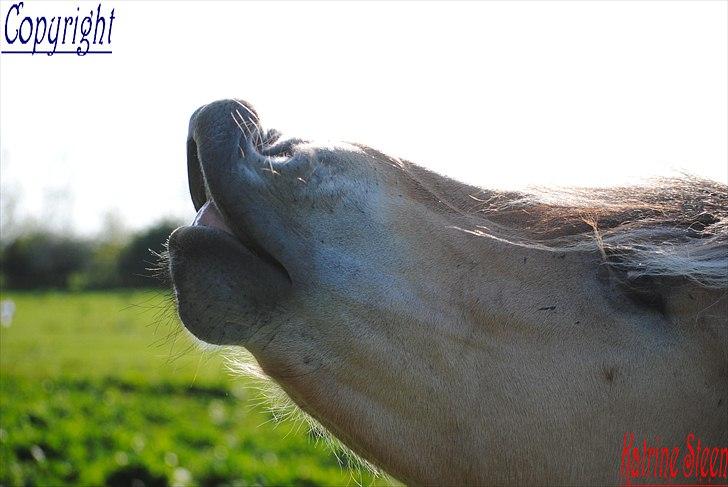 Når jeg leger fotograf billede 18