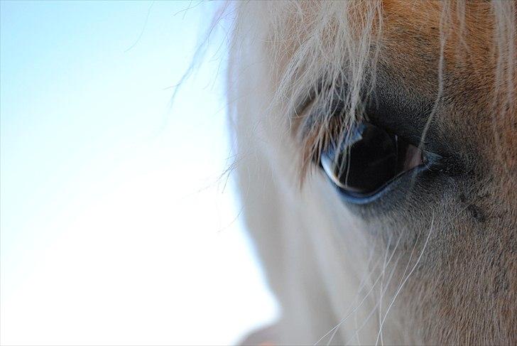 Når jeg leger fotograf billede 19