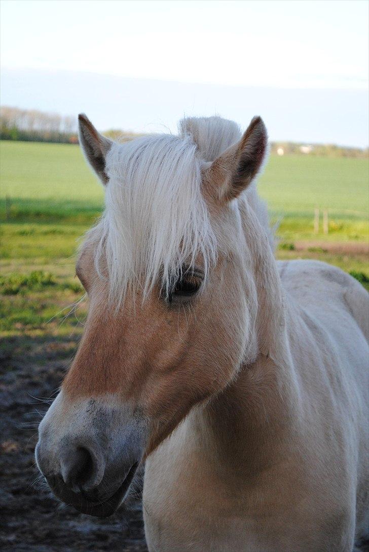 Når jeg leger fotograf billede 20