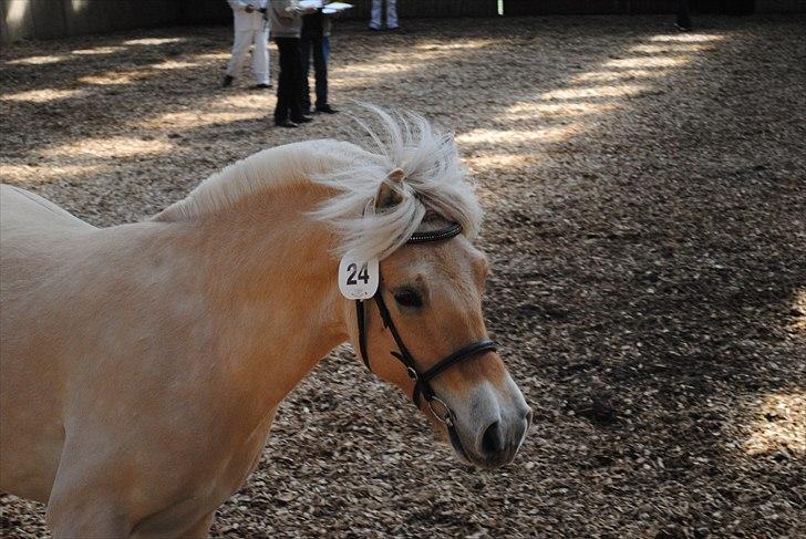 Når jeg leger fotograf billede 21