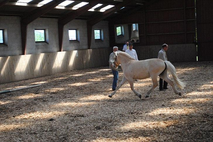 Når jeg leger fotograf billede 22
