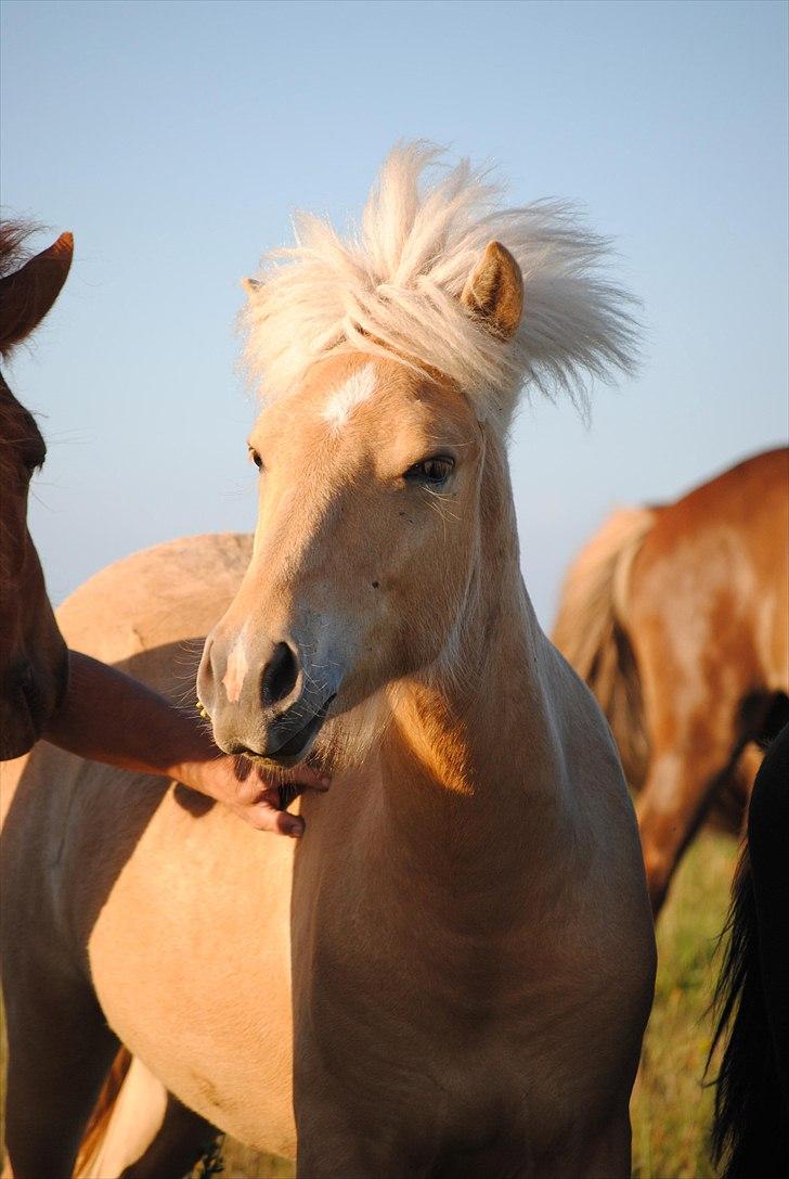 Når jeg leger fotograf billede 31