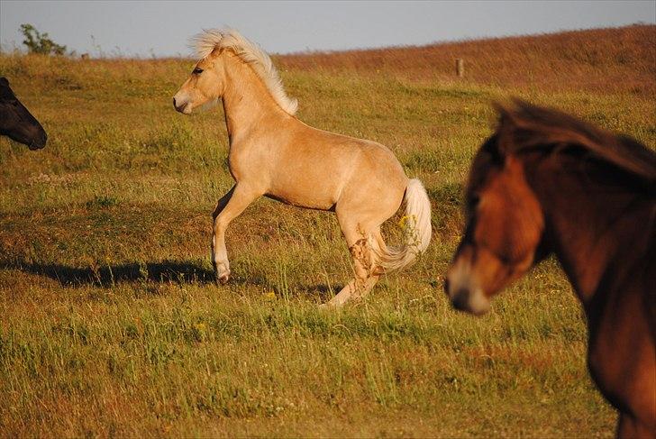 Når jeg leger fotograf billede 32