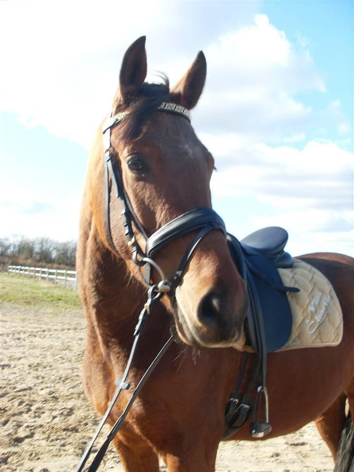  Min tid med Bansam <3 - Smukke bansam med sit nye hovedetøj
kolding teknisk skole
dyrepasser linje med heste ;D billede 36