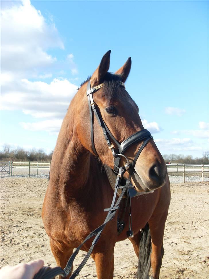  Min tid med Bansam <3 - Smukke bansam med sit nye hovedetøj
kolding teknisk skole
dyrepasser linje med heste ;D billede 35