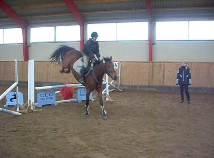  Min tid med Bansam <3 - Smukke bansam
kolding teknisk skole
dyrepasser linje med heste ;D billede 38