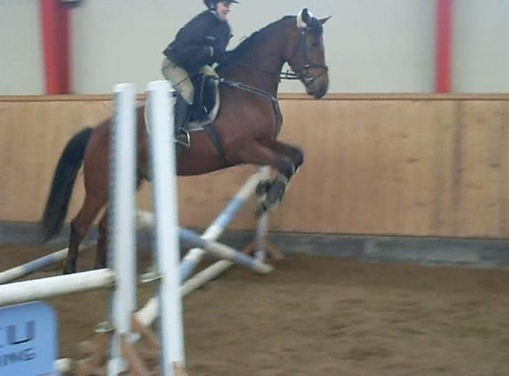  Min tid med Bansam <3 - Smukke bansam
kolding teknisk skole
dyrepasser linje med heste ;D billede 37