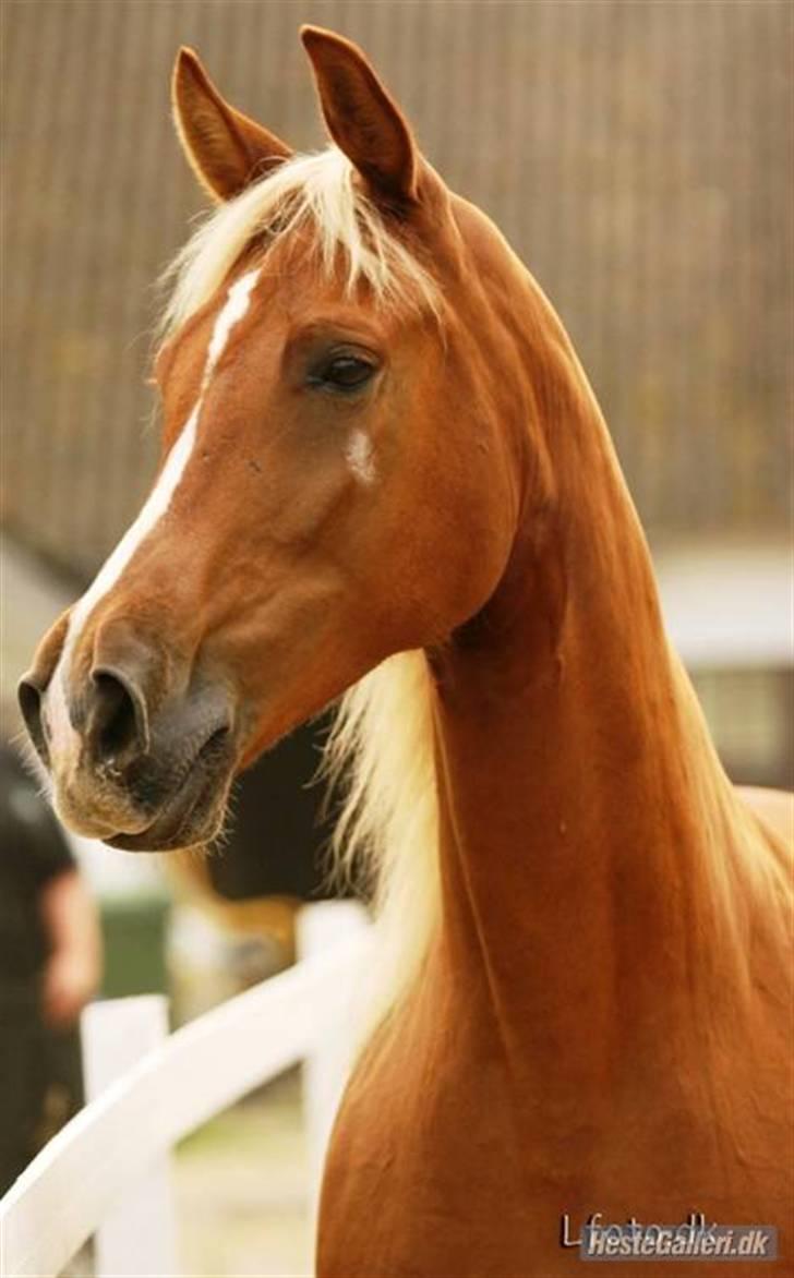 Mine tegninger - Det billede som jeg har tegnet af Dixie billede 6