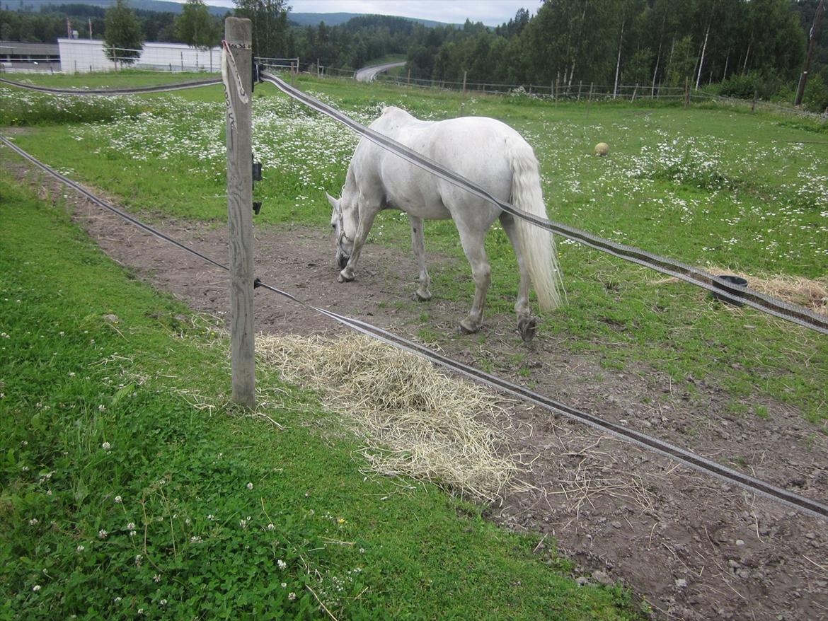 sådan bliver en hvid hest brun :-D billede 4