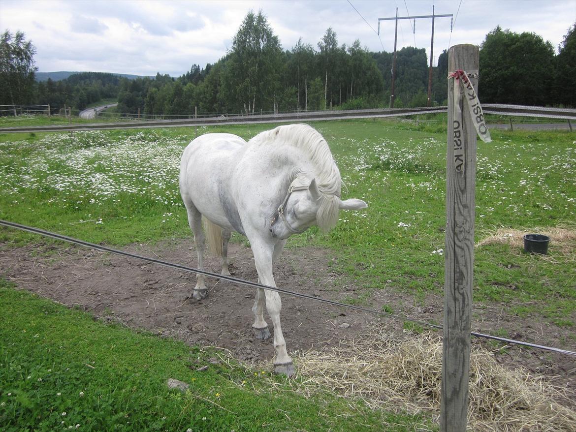 sådan bliver en hvid hest brun :-D billede 5