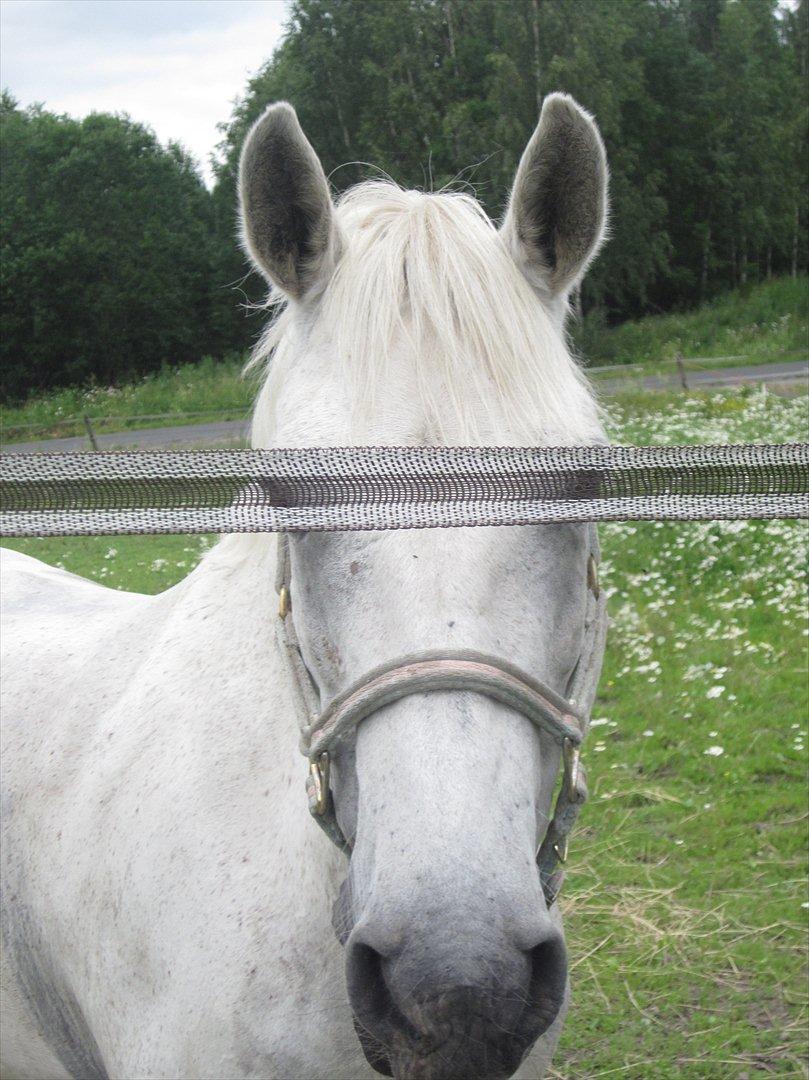 sådan bliver en hvid hest brun :-D billede 6