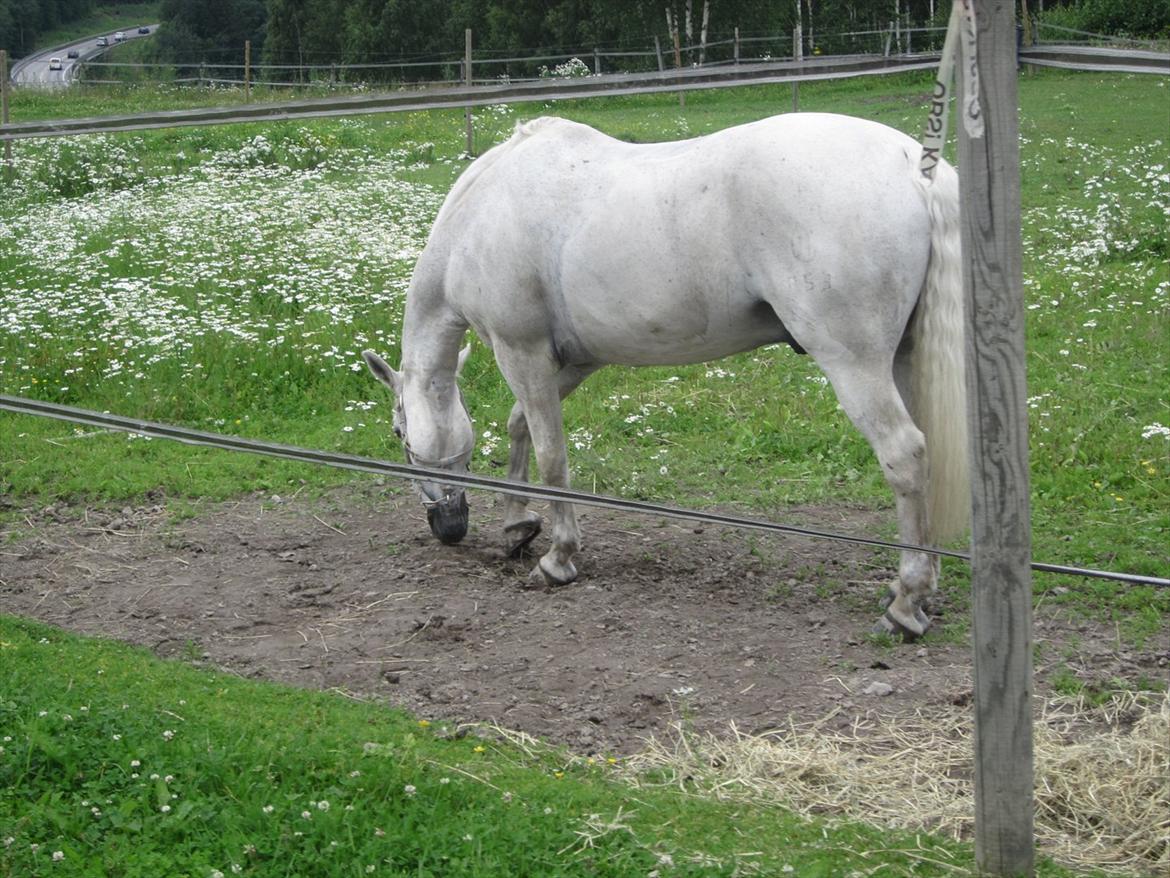 sådan bliver en hvid hest brun :-D billede 7