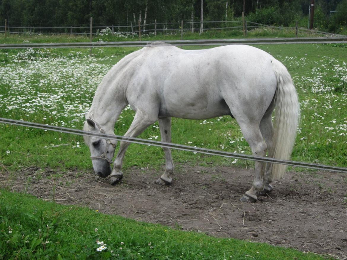 sådan bliver en hvid hest brun :-D billede 9